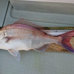 フィッシングボートACE（エース） 釣果