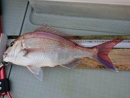 フィッシングボートACE（エース） 釣果