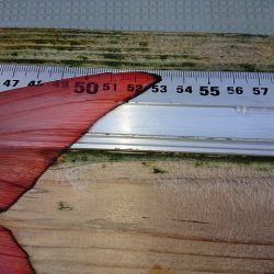 フィッシングボートACE（エース） 釣果