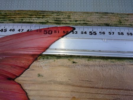 フィッシングボートACE（エース） 釣果