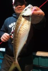 愛海丸 釣果