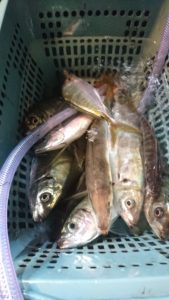 愛海丸 釣果