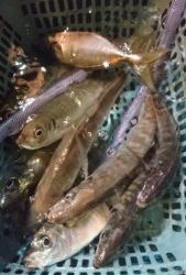 愛海丸 釣果