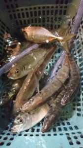 愛海丸 釣果