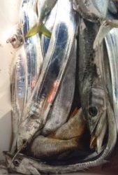 愛海丸 釣果