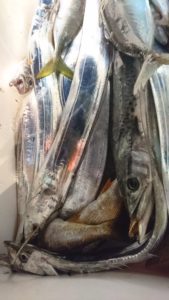 愛海丸 釣果