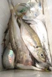 愛海丸 釣果