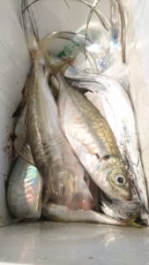 愛海丸 釣果