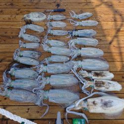 フィッシングボートACE（エース） 釣果