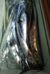 愛海丸 釣果