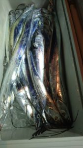 愛海丸 釣果