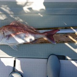 フィッシングボートACE（エース） 釣果