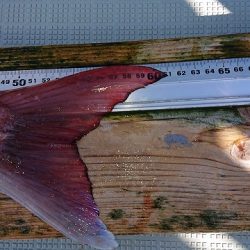 フィッシングボートACE（エース） 釣果