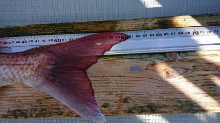 フィッシングボートACE（エース） 釣果