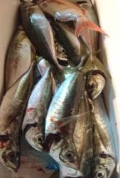愛海丸 釣果