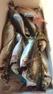 愛海丸 釣果