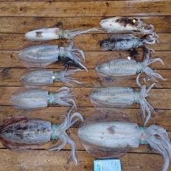 フィッシングボートACE（エース） 釣果