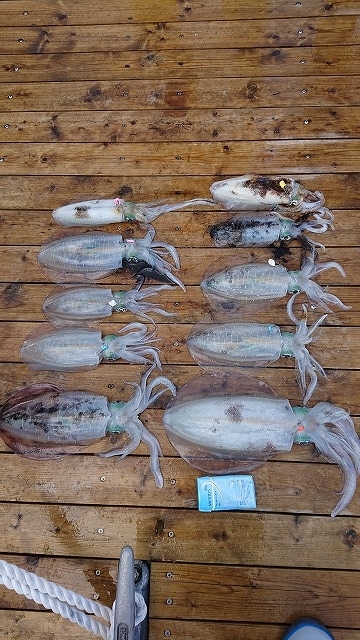 フィッシングボートACE（エース） 釣果