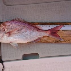 フィッシングボートACE(エース) 釣果