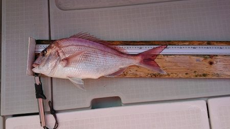 フィッシングボートACE(エース) 釣果