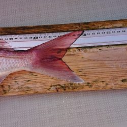 フィッシングボートACE(エース) 釣果