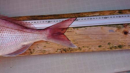 フィッシングボートACE(エース) 釣果