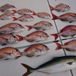 フィッシングボートACE（エース） 釣果