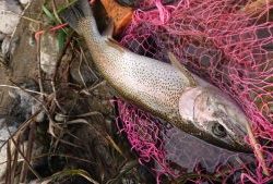 会津大川（会津非出資漁業協同組合） 釣果