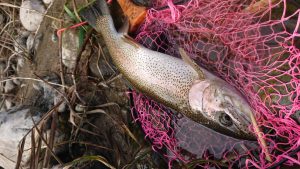 会津大川（会津非出資漁業協同組合） 釣果