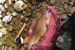 会津大川（会津非出資漁業協同組合） 釣果