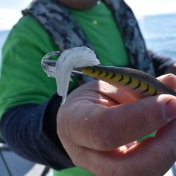 Fisherman Dreams DI 釣果