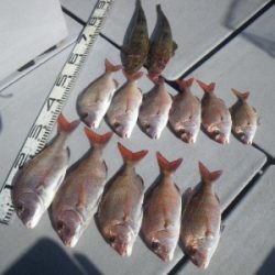 磯部釣船 直栄丸 釣果