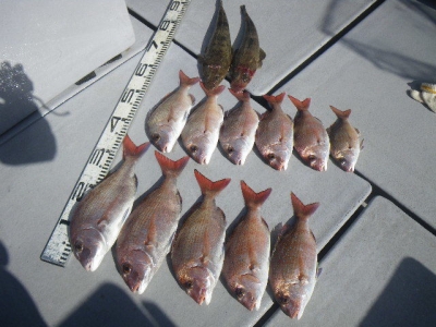 磯部釣船 直栄丸 釣果