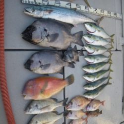 磯部釣船 直栄丸 釣果