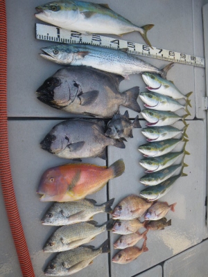 磯部釣船 直栄丸 釣果