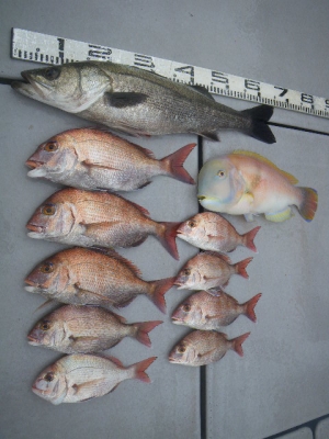 磯部釣船 直栄丸 釣果