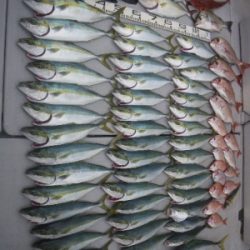 磯部釣船 直栄丸 釣果