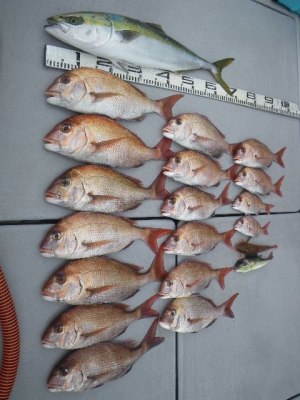 磯部釣船 直栄丸 釣果