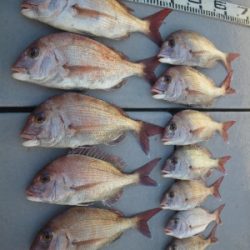 磯部釣船 直栄丸 釣果