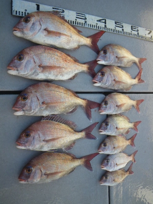 磯部釣船 直栄丸 釣果