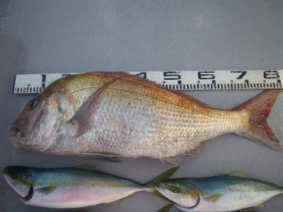 磯部釣船 直栄丸 釣果