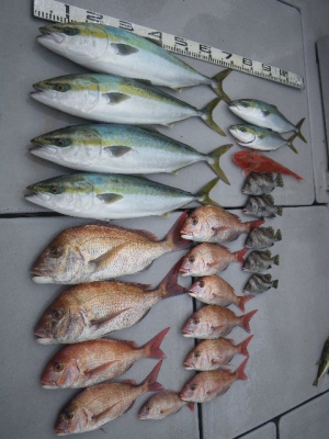 磯部釣船 直栄丸 釣果