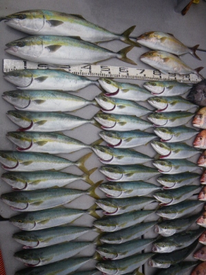 磯部釣船 直栄丸 釣果