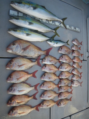 磯部釣船 直栄丸 釣果