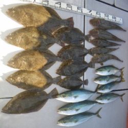 磯部釣船 直栄丸 釣果