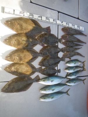 磯部釣船 直栄丸 釣果