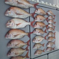 磯部釣船 直栄丸 釣果