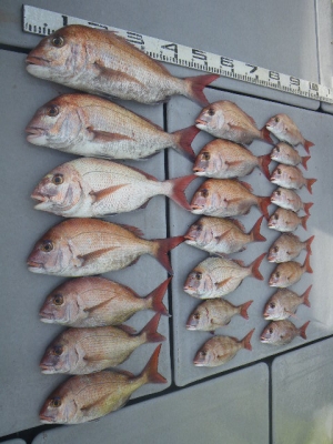 磯部釣船 直栄丸 釣果