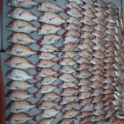 磯部釣船 直栄丸 釣果