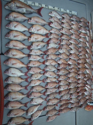 磯部釣船 直栄丸 釣果